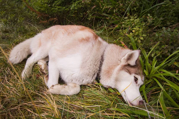 Собака Хаски Осеннем Горном Лесу — стоковое фото