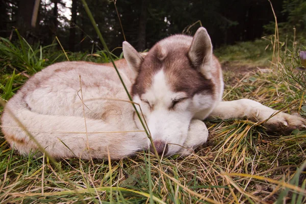 Chien Husky Dans Forêt Montagne Automne — Photo