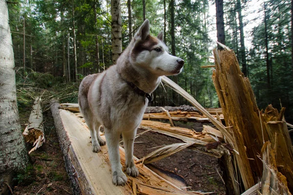 秋の山森のハスキー犬 — ストック写真