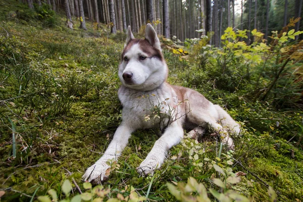 Husky Cão Floresta Montanha Outono — Fotografia de Stock