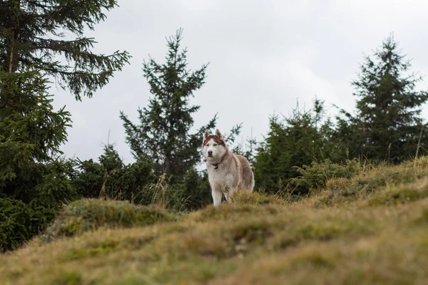 秋の山森のハスキー犬 — ストック写真