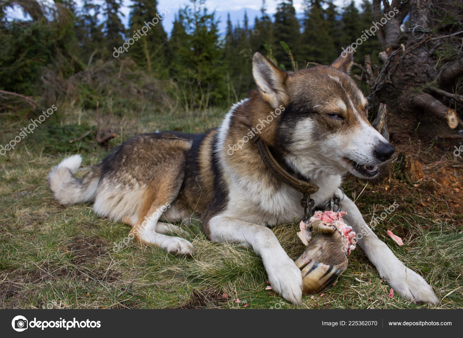 western siberian laika