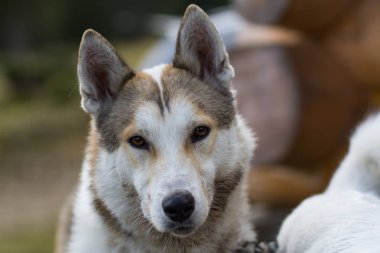 Batı Sibirya laika, Rus av köpeği dağlarda 