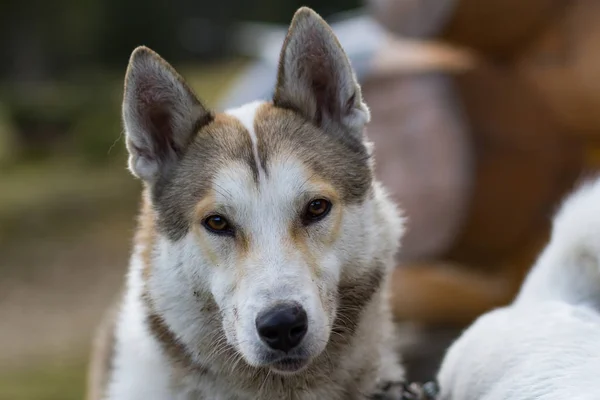 Laika Siberiana Ocidental Cão Caça Russo Nas Montanhas — Fotografia de Stock