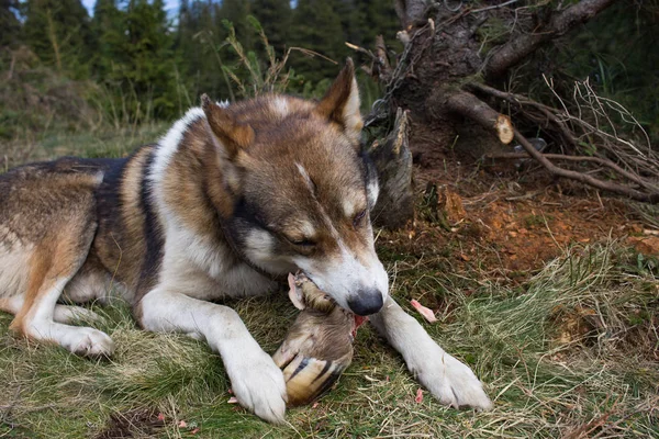 Batı Sibirya Laika Rus Köpeği Dağlarda — Stok fotoğraf