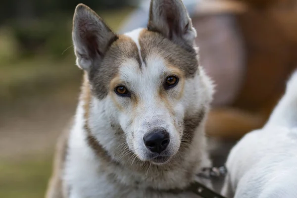 Laika Siberiana Del Oeste Perro Caza Ruso Las Montañas —  Fotos de Stock