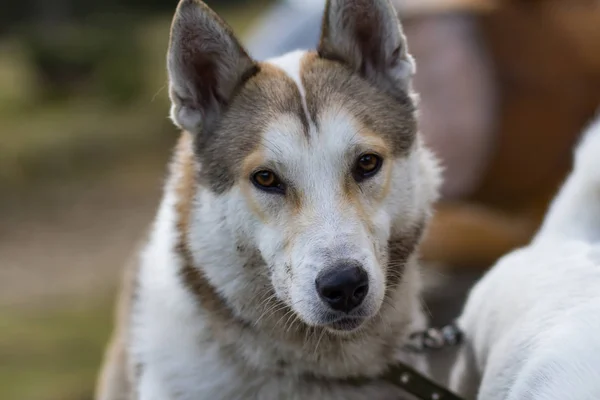 Laika Siberiana Ocidental Cão Caça Russo Nas Montanhas — Fotografia de Stock