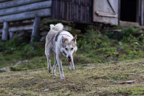 Laika Siberiana Ocidental Cão Caça Russo Nas Montanhas — Fotografia de Stock