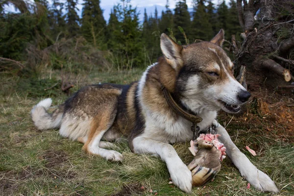 ウエスト シベリアン ライカ 山でロシアの狩猟犬 — ストック写真