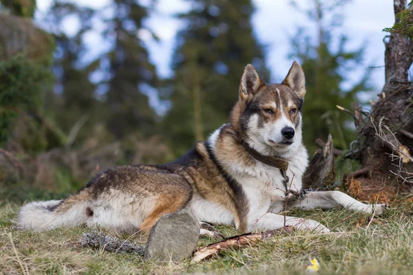 Laika Siberiana Del Oeste Perro Caza Ruso Las Montañas —  Fotos de Stock