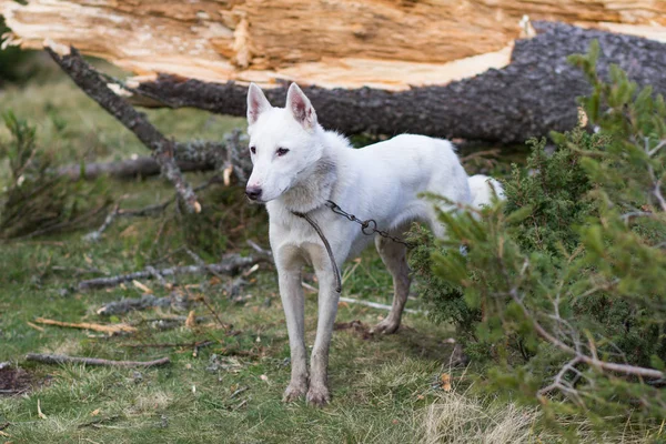 Захід Сибірський Лайка Російський Мисливських Собак Горах — стокове фото
