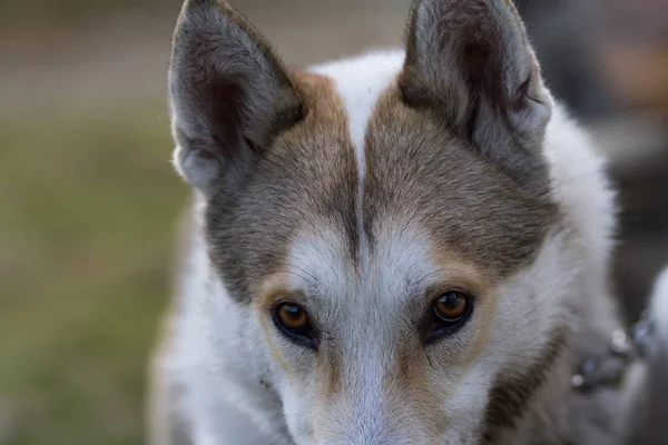 西锡伯利亚莱卡 俄罗斯猎狗在山区 — 图库照片