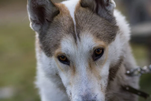 Batı Sibirya Laika Rus Köpeği Dağlarda — Stok fotoğraf