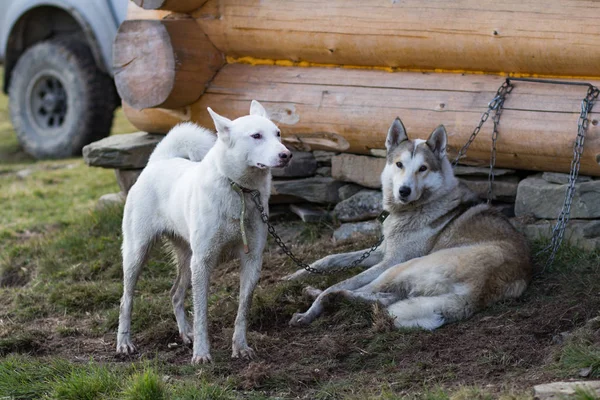 ウエスト シベリアン ライカ 山でロシアの狩猟犬 — ストック写真