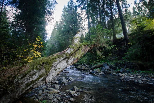 Річка Осінніх Горах Безліччю Каменів Сосен — стокове фото