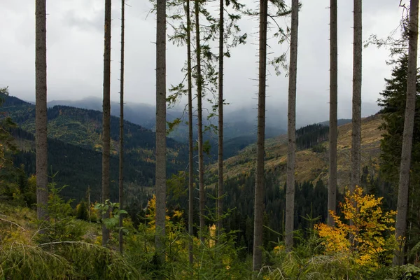 Landschaft Der Karpaten Der Ukraine Herbstliche Natur Der Wälder Und — Stockfoto