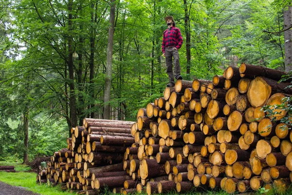 Retrato Lenhador Floresta Muitos Grandes Troncos Pinho Fundo Jovem Caminhante — Fotografia de Stock