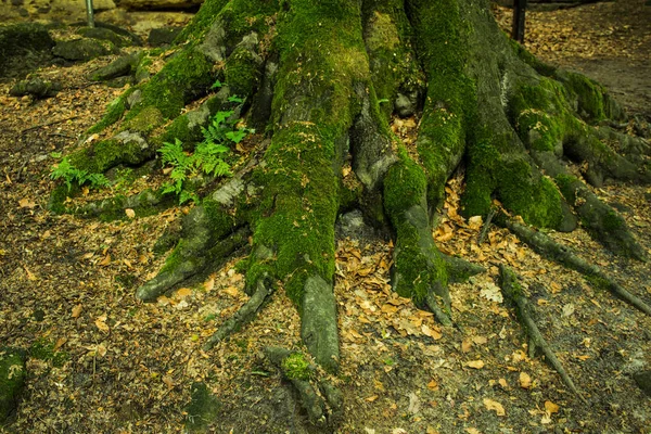 Detailní Záběr Staré Kořeny Stromů Zeleným Mechem Lese — Stock fotografie