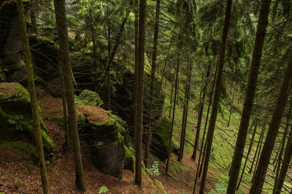 Paisagem Nas Montanhas Parque Nacional Checo Suíça Pinhal Rochas — Fotografia de Stock