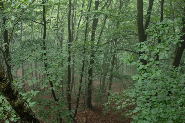 Paisagem Com Névoa Floresta Primavera Muitas Árvores Nevoeiro — Fotografia de Stock