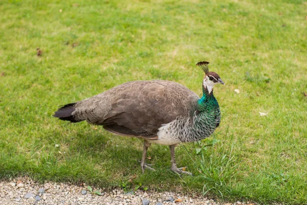 Park Gyönyörű Páva Portréja — Stock Fotó