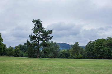 Büyük çam yalnız dağlar yeşil çayır üzerinde durmak 