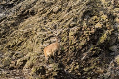 Vahşi dağ keçisi cliff üzerinde oturma portre kadar kapatın