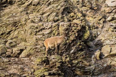 Vahşi dağ keçisi cliff üzerinde oturma portre kadar kapatın