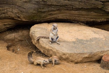 fundalıklardır Hayvanat Bahçesi, yakın çekim