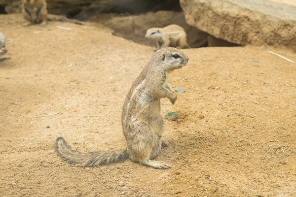 動物園のミーアキャットのクローズ アップ — ストック写真