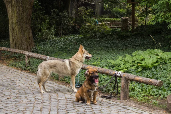 Dos Perros Esperando Sus Dueños Parque — Foto de Stock