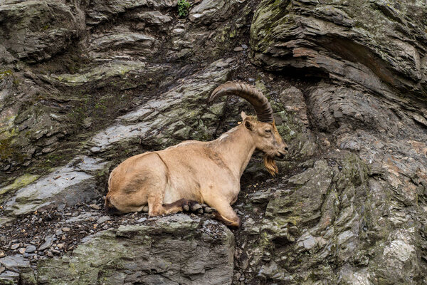 Wild mountain goat sitting on the cliff close up portrait