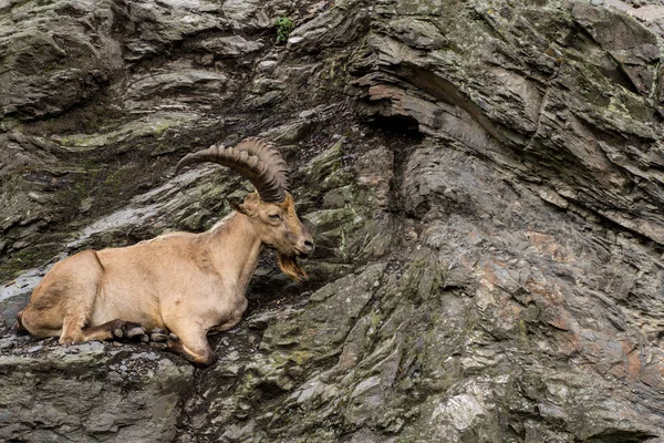 Wild Mountain Goat Sitting Cliff Close Portrait — Stock Photo, Image