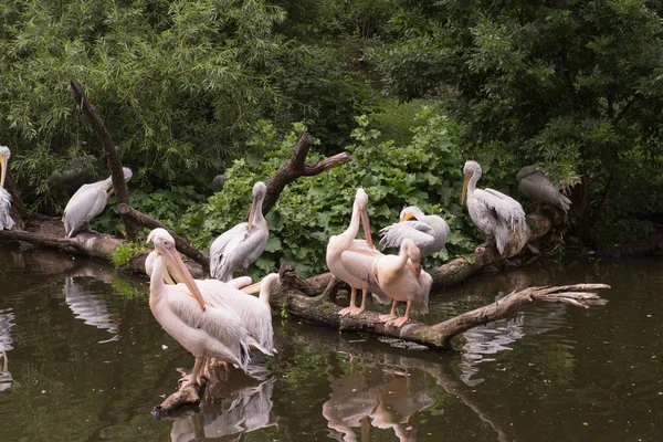 Gruppe Von Pelikanen Sitzt Auf Einem Baum Der Nähe Des — Stockfoto