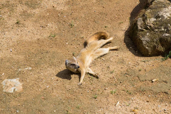 Perto Meerkats Zoológico — Fotografia de Stock