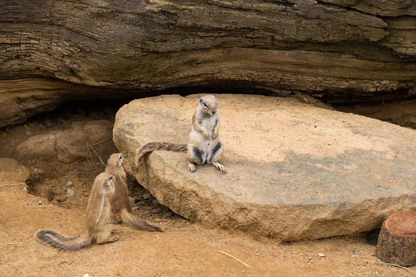 動物園のミーアキャットのクローズ アップ — ストック写真