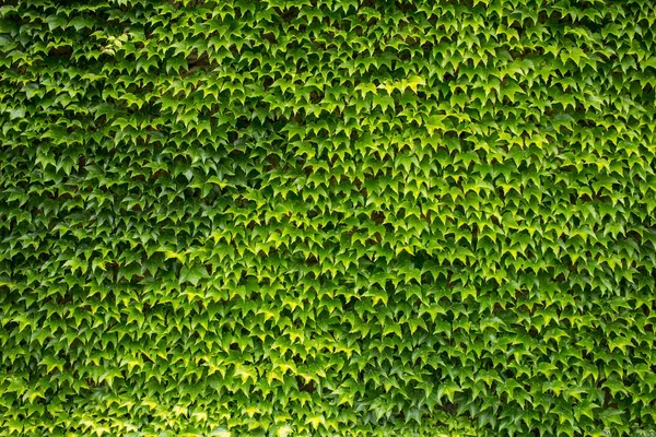 yeşil sarmaşık arka plan, büyük duvar yaprak 