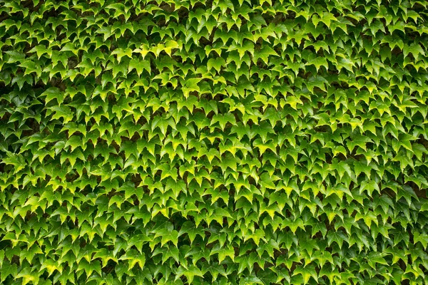 yeşil sarmaşık arka plan, büyük duvar yaprak 