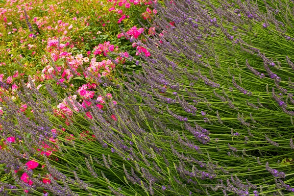 Bloem Bed Zomertuin Met Lavendel Rozen — Stockfoto