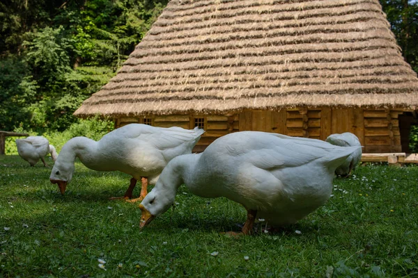 Ancienne Ferme Oies Avec Prairie Marécageuse Ancienne Maison Bois — Photo