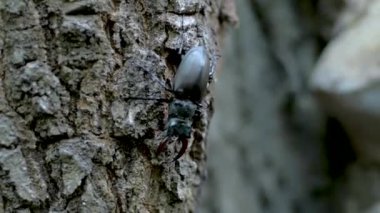 Erkek geyik böceği ve ağaç üzerinde yakın çekim ormandaki geyik böceği