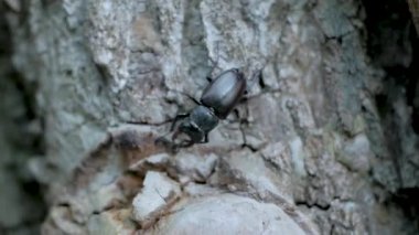 Erkek geyik böceği ve ağaç üzerinde yakın çekim ormandaki geyik böceği