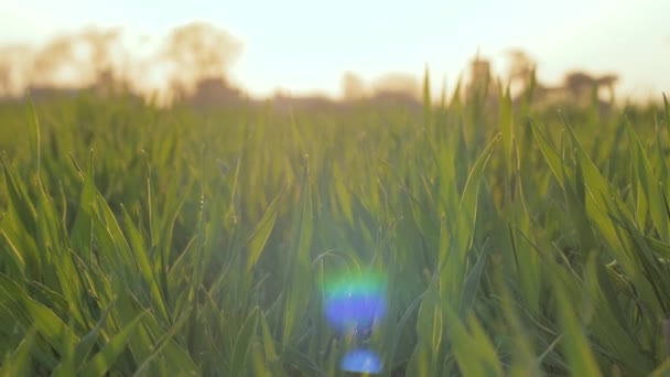 Primer Plano Trigo Verde Campos Primavera Luz Del Atardecer — Vídeos de Stock