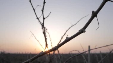 Asma dalları alanlarında günbatımı karşı yaprakları olmadan