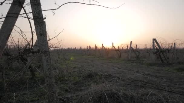 Young Male Runner Training Outdoors Spring Fields Beautiful Sunset — Stock Video