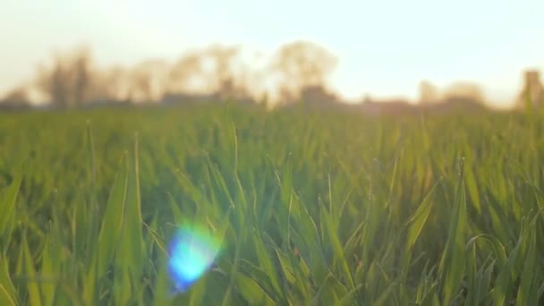 Primer Plano Trigo Verde Campos Primavera Luz Del Atardecer — Vídeos de Stock