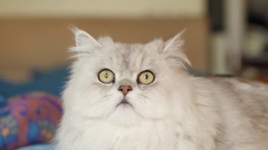 büyük tüylü kedi portre yakın çekim