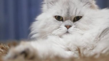 büyük tüylü kedi portre yakın çekim