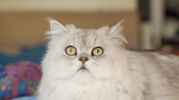 Stor Fluffig Katt Porträtt Närbild — Stockvideo