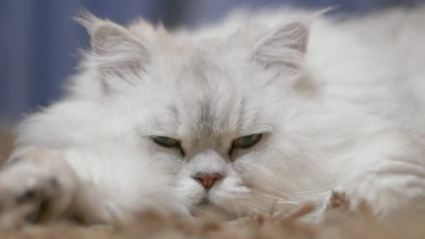 Büyük Tüylü Kedi Portre Yakın Çekim — Stok video